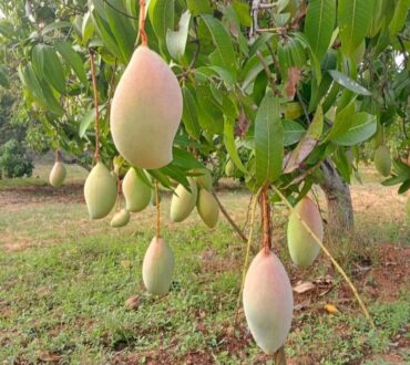 Totapuri-Mango