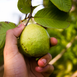 Guava 1